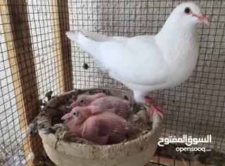  3 حمام فرنسي اصلي السلاله اكبر حجم منتج  الجوز