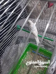  2 كنار مغنى جيزه  أو بدل على حبة ببغاء كوكتيل