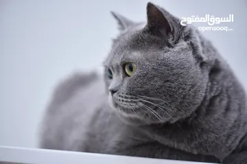  14 Pure British Shorthair Classic Fawn - بريتش شورت هير كلاسيكي للبيع