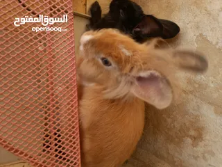  13 ارانب  lion head ذكور نوعهم راس الاسد Rabbits