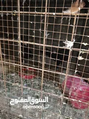  15 حمام زق شي فاخر من الاخر جواز كل جوز بسعره وفي فراخ  جواز مكفوله