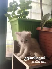  5 قطط شيرازي ذكر وانثي