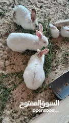  3 طقم ارانب كل طقم ثلاث اناثي وذكر/ارانب مهجنه بابيون على بلدي على فرنسي