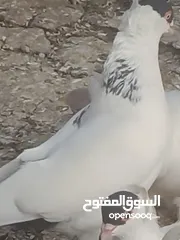  5 حمام لببيع