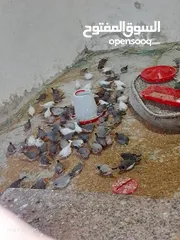  8 طيور جنه    27 حبه