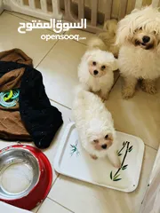  6 Maltese puppy’s available