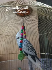  7 كوكتيل لون نادر