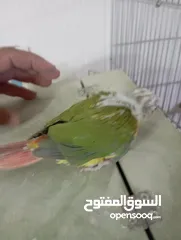  5 فراخ جرين شيك