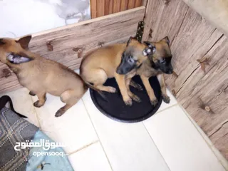  2 بالجيم ماليونو