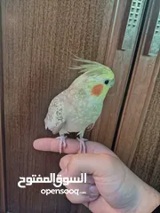  1 انثى كوكتيل جاهزه للبيع