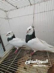  7 طيور ايرانيه للبيع