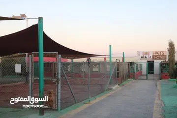  3 متوفر مجموعه كلاب للبيع