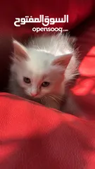  9 برتش مكس شيرازي