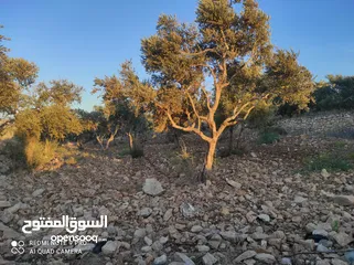  8 ارض للبيع فى عصيرة الشمالية، طابو نابلس، كوشان مستقل لخمسة اسخاص، كل شخص يضع سنسال على حصته