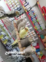  2 كوكتيل اليف ومتوفر جواز كوكتيل للبيع