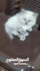  4 قط ذكر هملايا عمر 40 يوم
