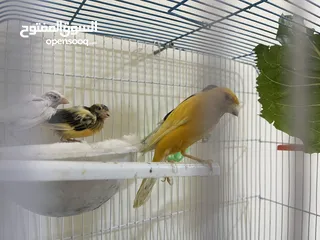  2 كنار للبيع جوز مع فراخ عدد 2 تب نظافة