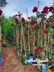  22 مشاتل الرويال لزراعه ومتابعه الاشجار