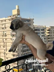  9 جراوي بج، pug puppies
