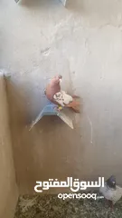  13 حمام للبيع