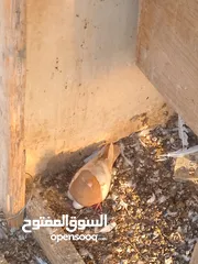  12 حمام للبيع في الزرقاء العالوك بجانب بقالة الصقر التواصل عبر الواتس اب