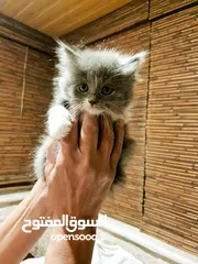  2 قطط شنشيلا مميزه