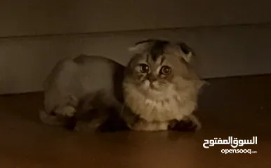  7 قطط سكوتش فولد  Scottish fold