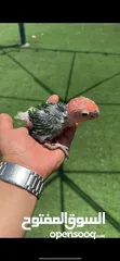  4 فرخ وايت بيلي كايك baby white bellied caique