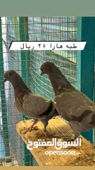  3 طيور باكستانيه