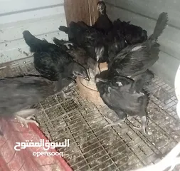  2 صوص اسباني العمر فوق الشهرين ونص