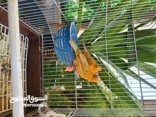  5 جوز مشمشي الفحل سادة والطيرة مقنبرة