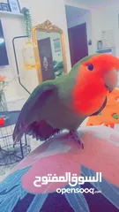  2 Tamed lovebird for adoption