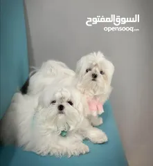  10 مني بيكنواه Xs الحجم القصير بيور