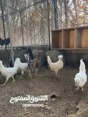  2 دجاج بوليش