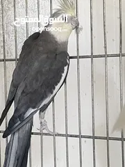  1 كوكتيل كريمي