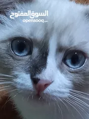  1 قط سكوتش فولد للبيع
