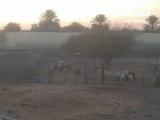  12 بيع مزرعه بمساحة 5 فدان في برزمان منطقه القويعه ارض زراعه كل شي متواجد بها نخيل وفسائل جديده وقت