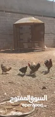  5 2كوبيات دجاج
