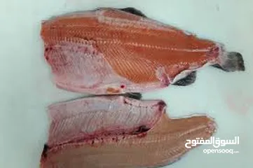  3 Salmon fish