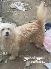  6 كلاب للبيع