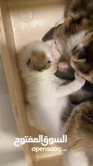 9 قطط للبيع صغيره