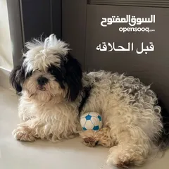  6 كلب شيتوز ذكر