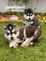  14 Top line husky puppies from Microchipped parents and Passport