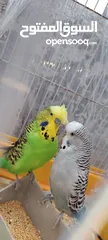  1 ذكور حب للبيع