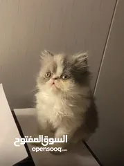  3 قطط للبيع بيرشن