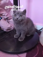  1 سكوتش ستريت عمر شهرين بيور بيور