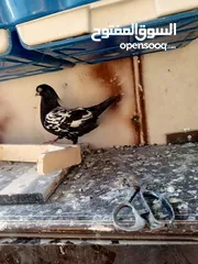  7 جوز مزهورات سود