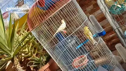  31 عصافير كنار للبيع جواز جاهزه في  اشي مع بيض واشي مش مع بيض وفي فراخ صغار جواز