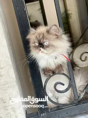  7 قط كتن +  قطه الام هملايا بلو بوينت بيور صنف عالي
