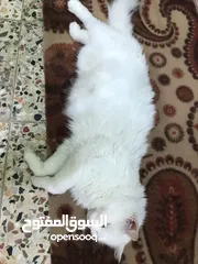  2 قطه زينه للبيع